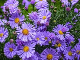 Aster Crypto: What It Is and Why Everyone's Suddenly Talking About It